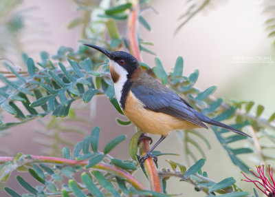 Zwarthalshoningvogel - Eastern Spinebill - Acanthorhynchus tenuirostris