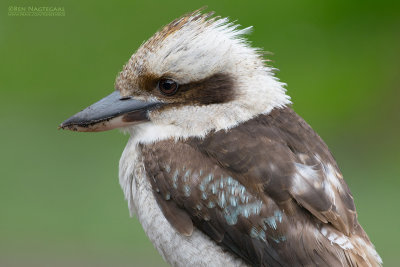 Kookaburra - Laughing Kookaburra - Dacelo novaeguineae