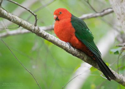 Australische Koningsparkiet - Australian King Parrot - Alisterus scapularis