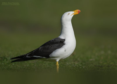 Diksnavelmeeuw - Pacific Gull - Larus pacificus