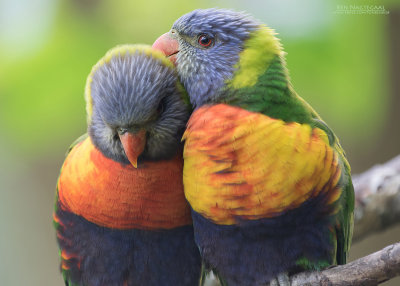 Lori van de Blauwe Bergen - Rainbow Lorikeet - Trichoglossus moluccanus