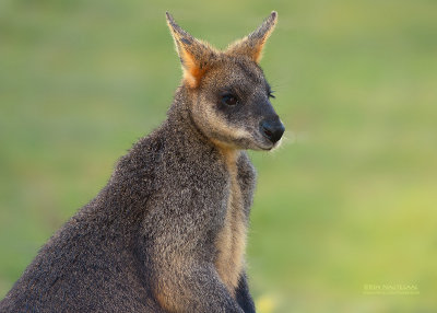 Moeraswallaby - swamp wallaby - Wallabia bicolor