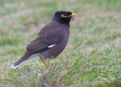 Treurmaina - Common Myna - Acridotheres tristis