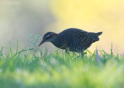 Geelbandral - Buff-banded Rail - Gallirallus philippensis