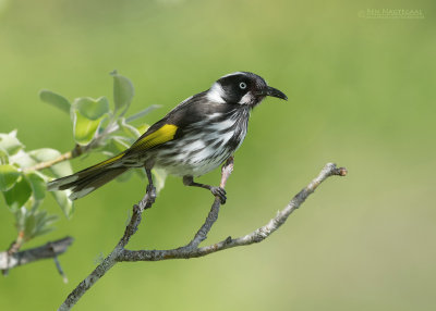 Witooghoningeter - New Holland Honeyeater - Phylidonyris novaehollandiae