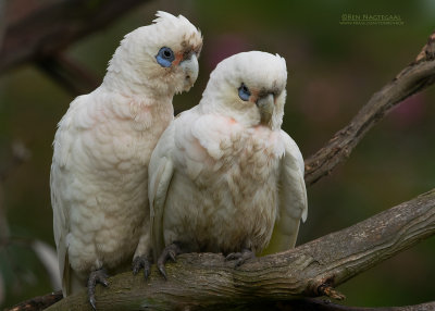 Naaktoogkaketoe - Little Corella - Cacatua sanguinea