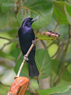 Glanskoevogel - Shiny Cowbird - Molothrus bonariensis