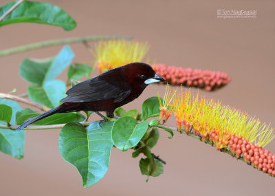 Fluweeltangare - Silver-beaked Tanager - Ramphocelus carbo