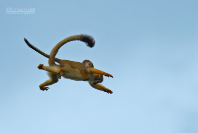 Grijsgroen doodshoofdaapje - Common squirrel monkey -  Saimiri sciureus