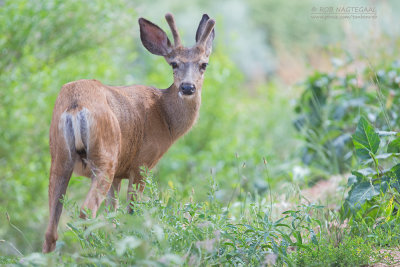 Muildierhert - Mule deer - Odocoileus hemionus