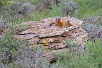 Geelbuikmarmot - Yellow-bellied marmot - Marmota flaviventris