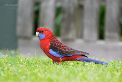 Pennantrosella - Crimson Rosella - Platycercus elegans