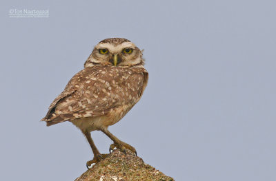 Holenuil - Burrowing Owl - Athene cunicularia