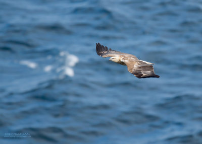 Witbuikzeearend - White-bellied Sea Eagle - Haliaeetus leucogaster