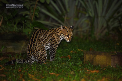 Pardelkat - Ocelot - Leopardus pardalis