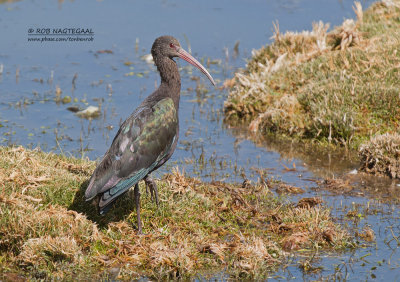 Puna-ibis - Puna Ibis - Plegadis ridgwayi