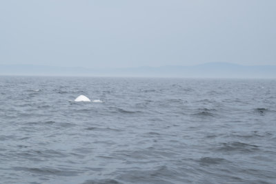 Quebec2016-81.jpg
