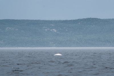 Quebec2016-82.jpg