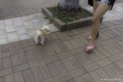 15 HK Sai Kung - Sigh Her legs are longer.jpg