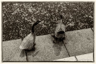 17 HK Sai Kung - The Ducks.jpg