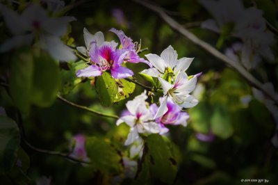 20140326 Shek Kwu Chau 0060 Flower 1.jpg