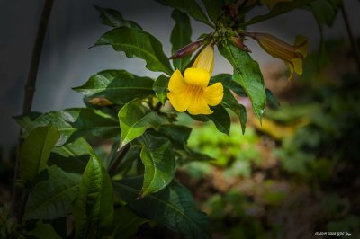 20140326 Shek Kwu Chau 0079 Flower 2.jpg