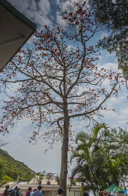 20140326 Shek Kwu Chau 0080 Tree 1.jpg