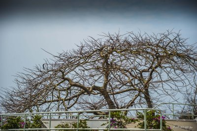 20140326 Shek Kwu Chau 0092 Tree 3.jpg