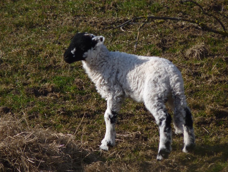 around_dufton_april_2013