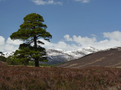 cairngorms_may_2013