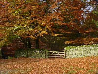 Near Pateley Bridge