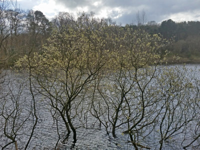 At Swinsty Reservoir