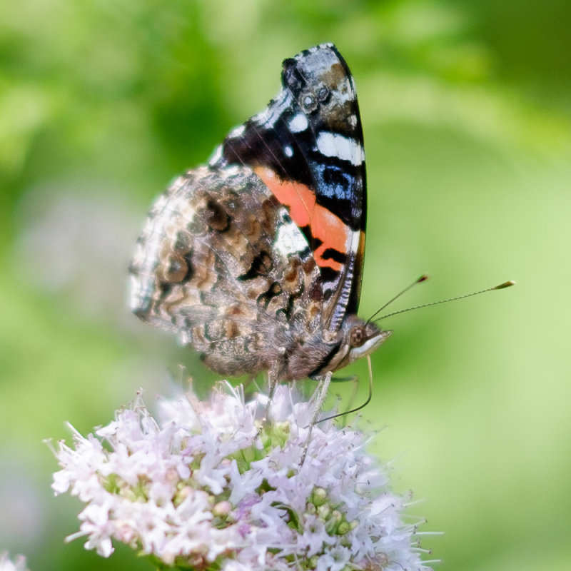 Painted Lady (Vanessa cardui)