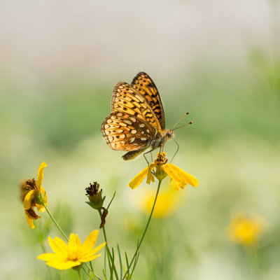 Great Spangled Fritillary on Coreopsis