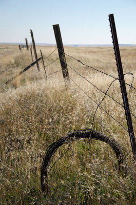 fence line