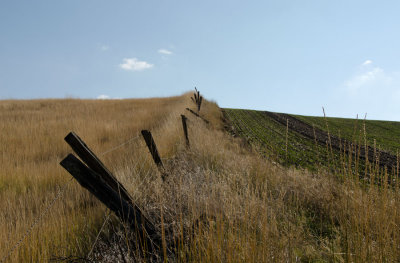 grass and winter wheat