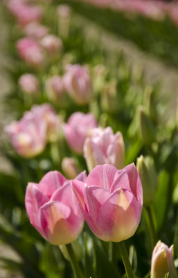 DSC_3621.jpg