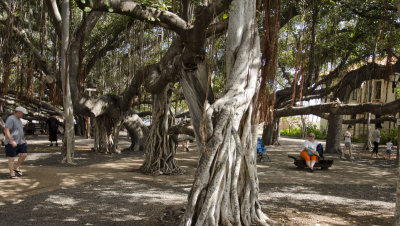 Lahaina Banyan Tree