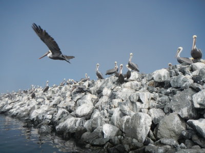 Brown Pelicans, prehistoric birds