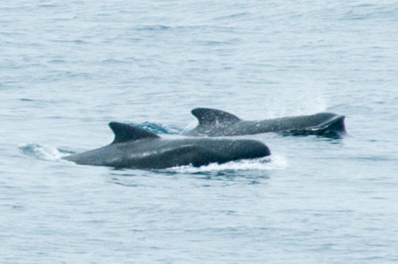 Baleines en mer / Pilot whales at sea