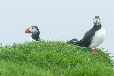 Macareux moines / Puffins