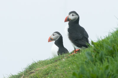 Macareux moines / Puffins