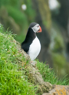 Macareux moines / Puffins