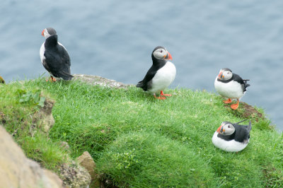 Macareux moines / Puffins