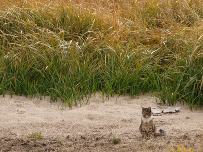 Cat on a Sandbar