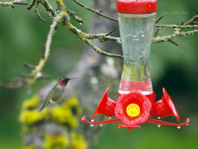 Humming in The Rain