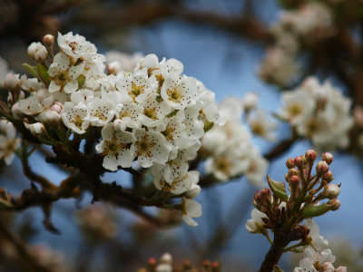 Walking Through The Orchard