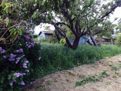 Lilacs and Cherry Trees