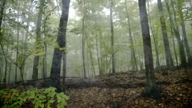 Foggy morning