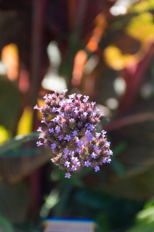 _D721281.jpg